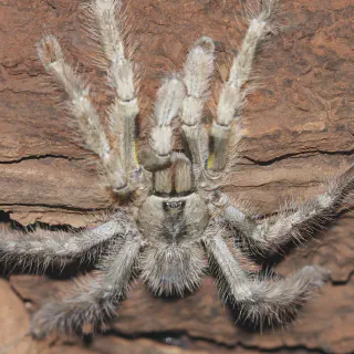 /img/18875-tarantula-health.webp