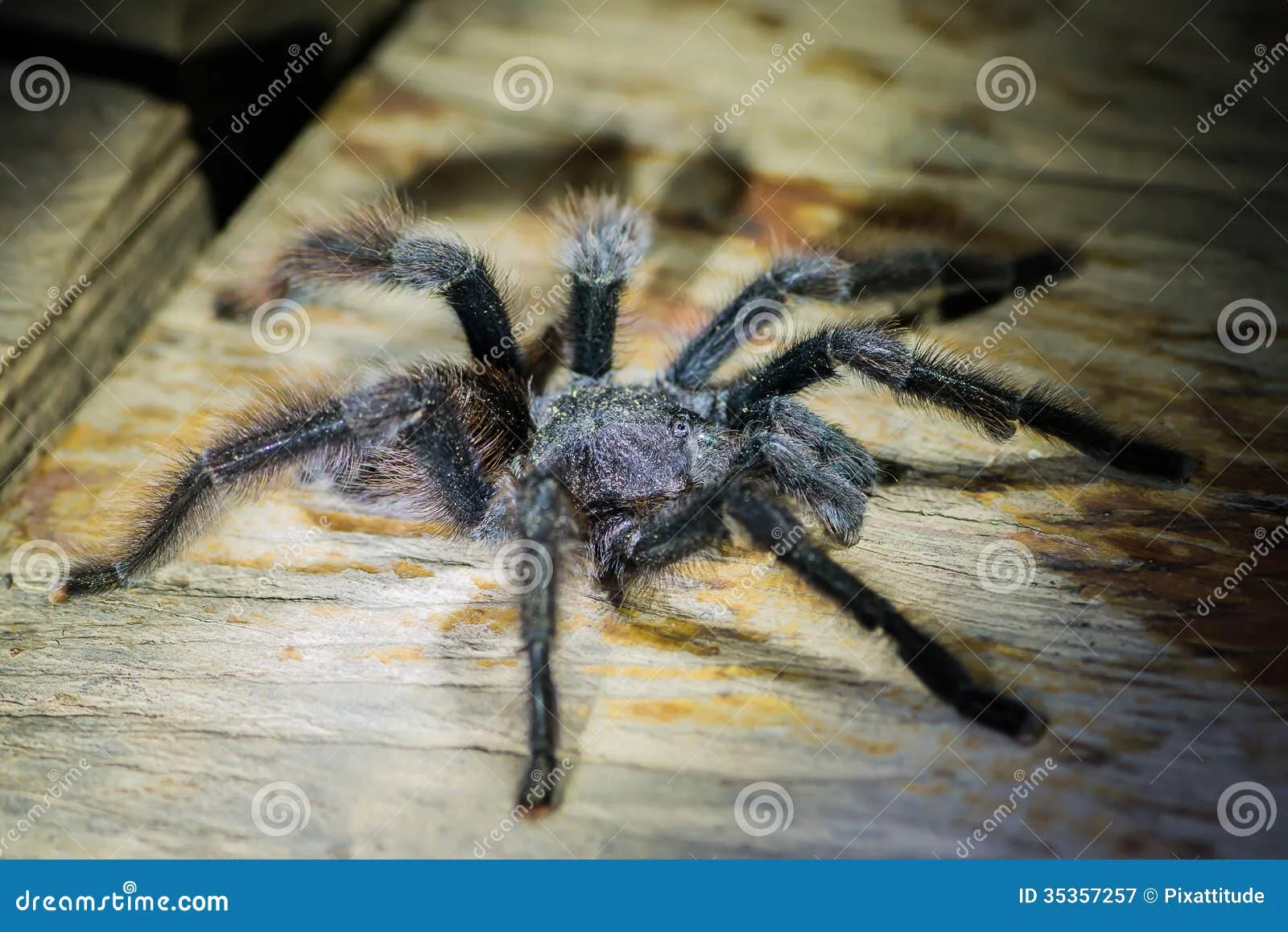 18876 amazon rainforest tarantula overview
