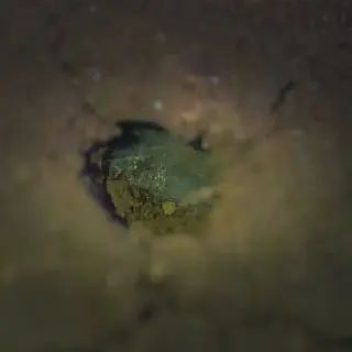 /img/18876-tarantula-conservation.webp