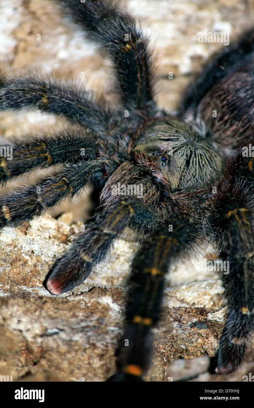 18876 tarantula defense mechanism