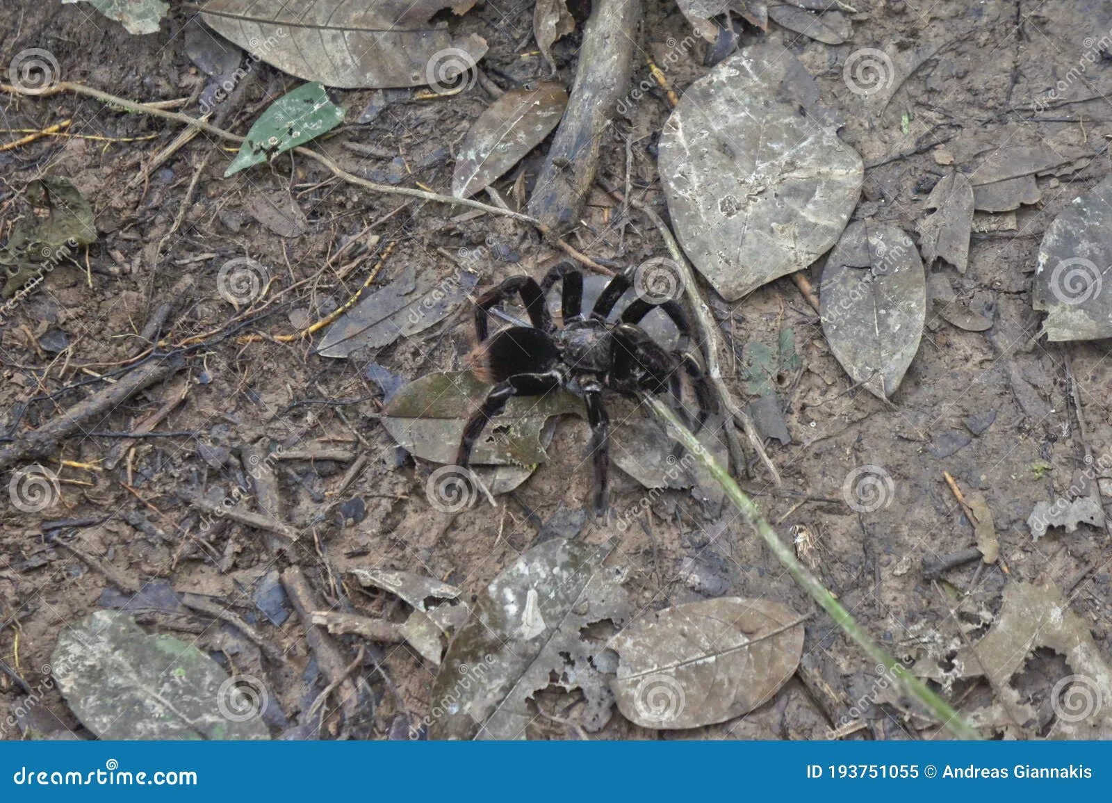 18876 tarantula hunting