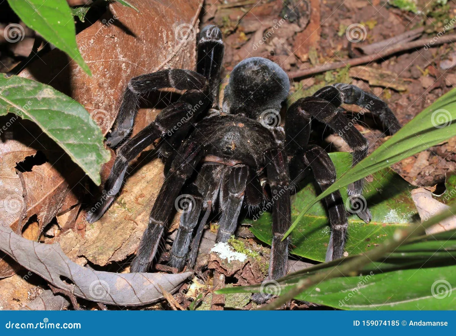 18876 tarantula size comparison