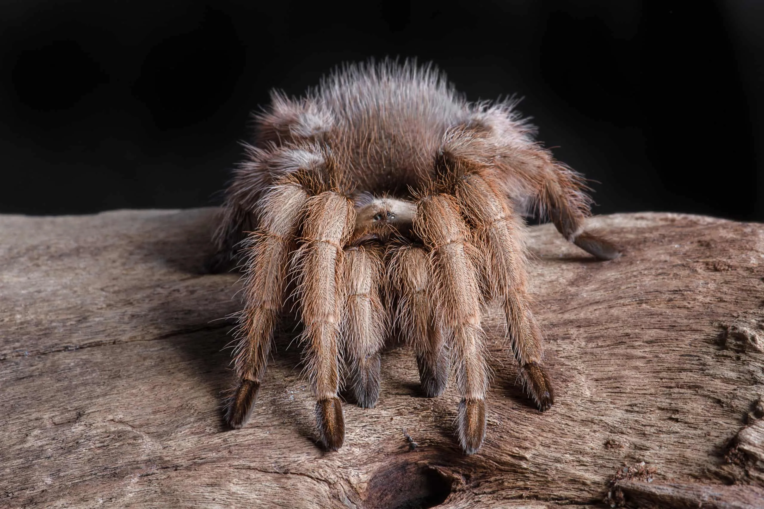 18879 protecting tarantulas
