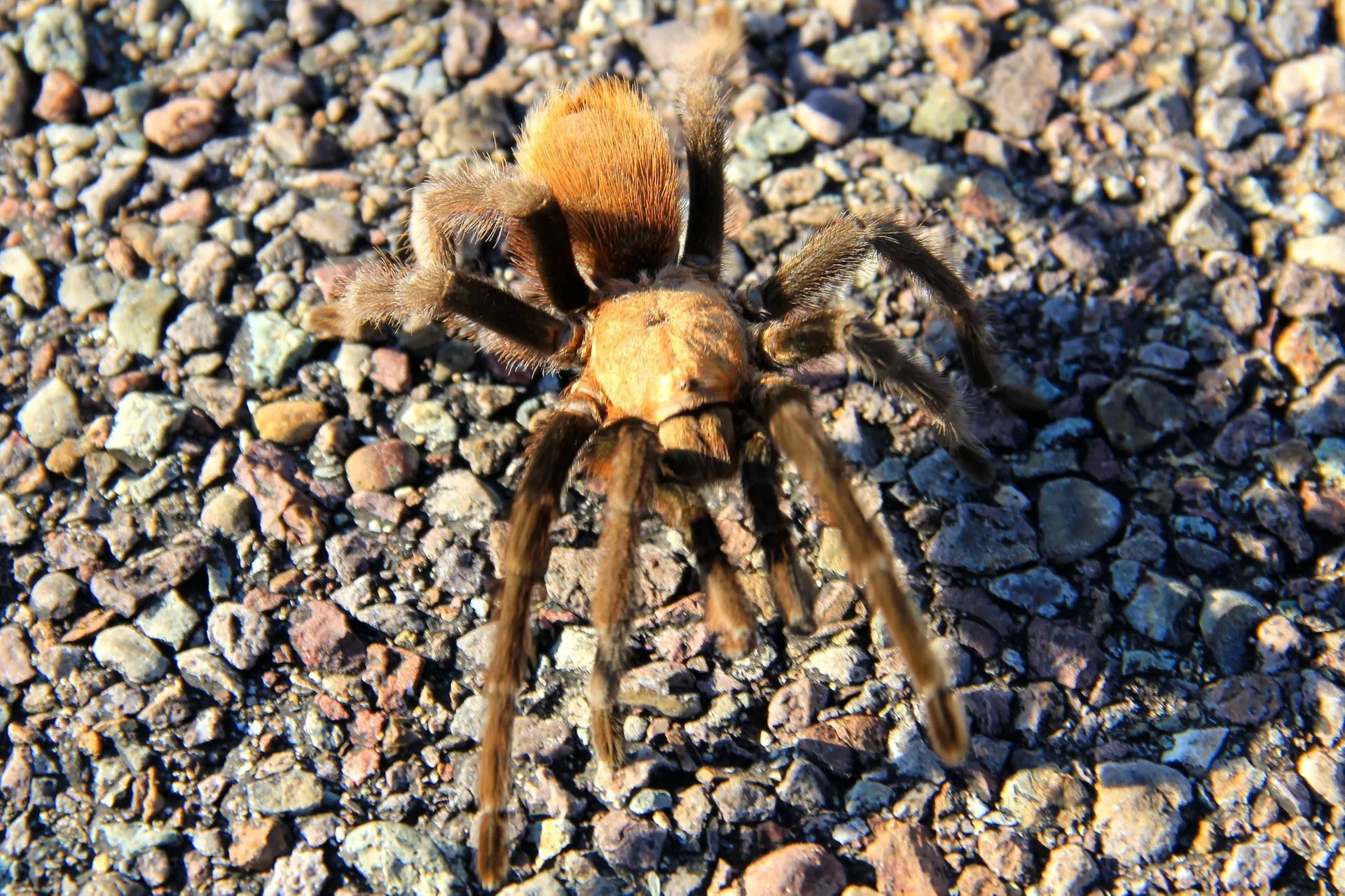 18879 spotting tarantulas