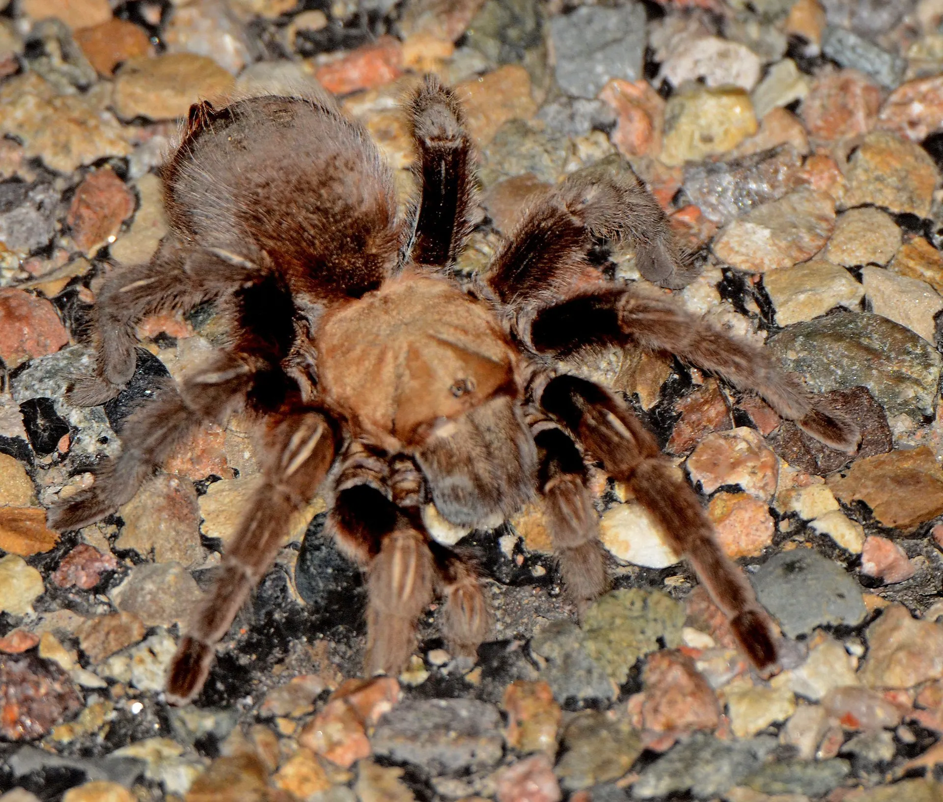 18879 tarantula behavior