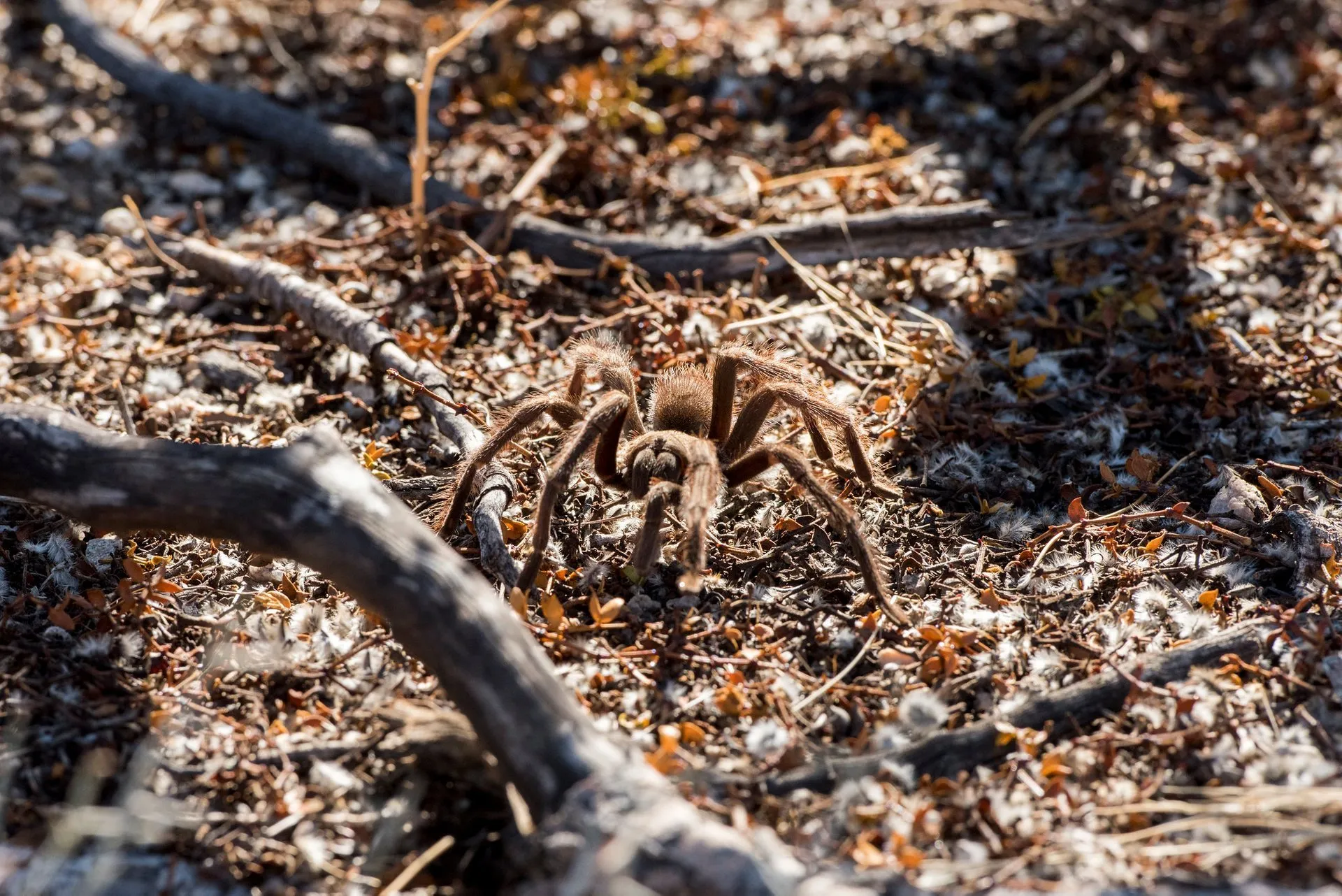 /img/18879-tarantula-conservation.webp