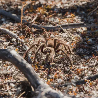 /img/18879-tarantula-conservation.webp