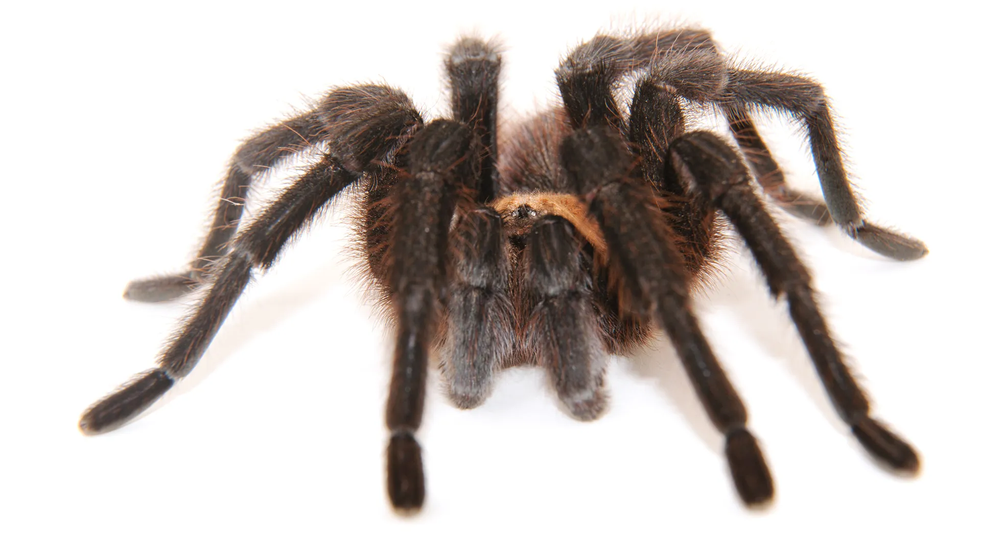 18879 tarantula habitat