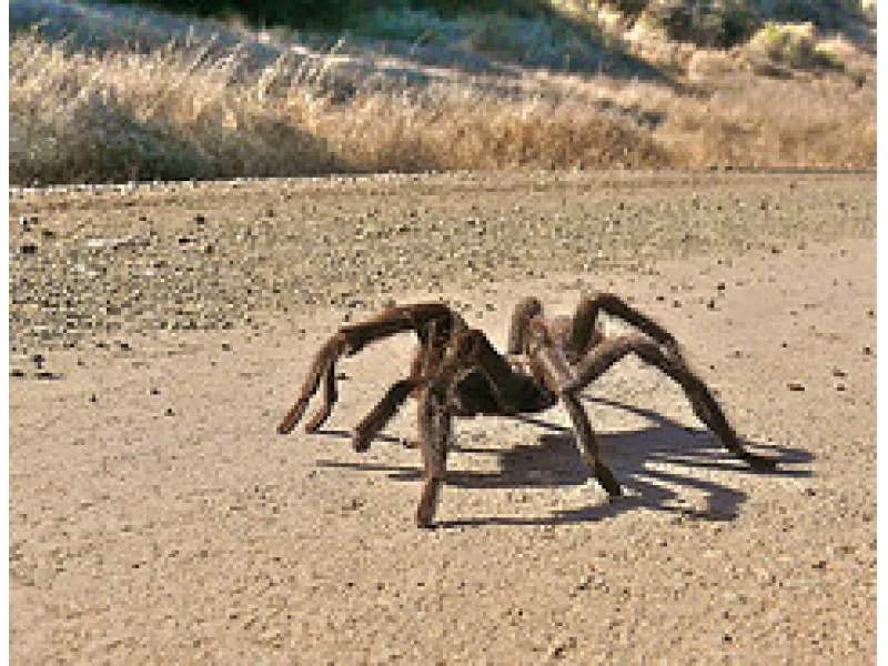 18879 tarantula migration map