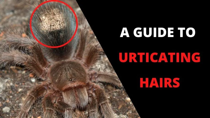 18882 choosing tarantula