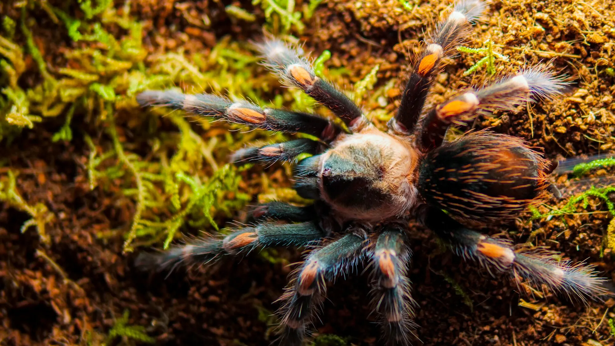 /img/18882-healthy-tarantula.webp