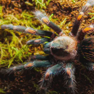 /img/18882-healthy-tarantula.webp