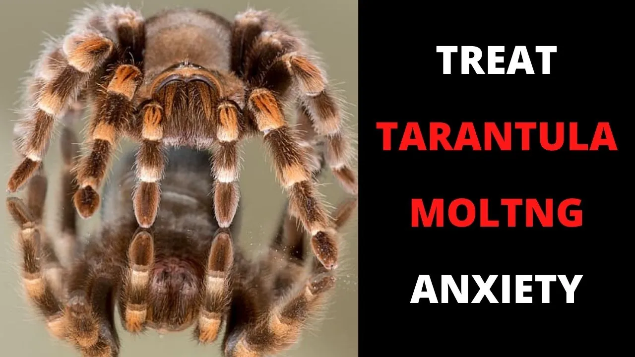 18882 tarantula feeding