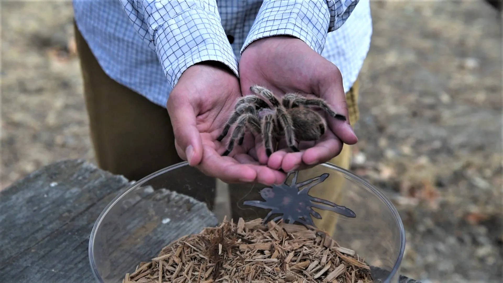 18882 tarantula molting