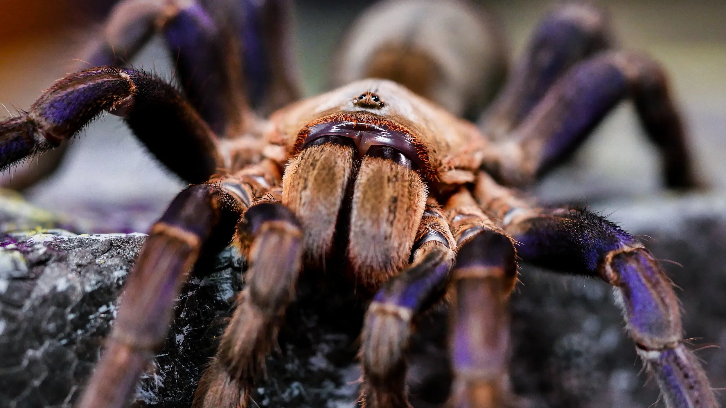 18882 tarantula water