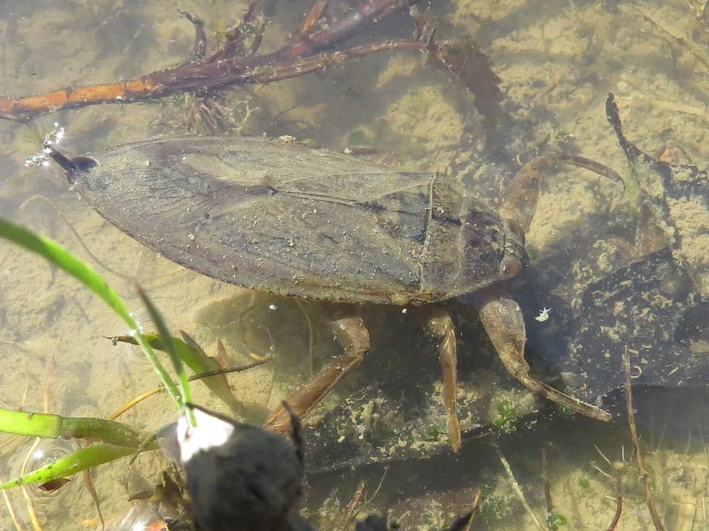 18883 giant water bug bite