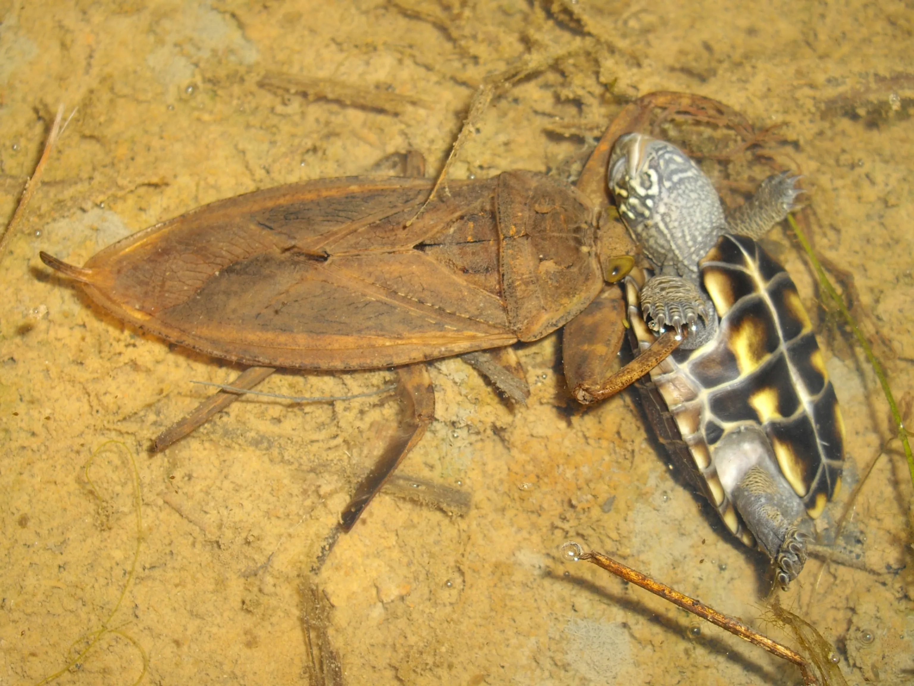 18883 giant water bug size