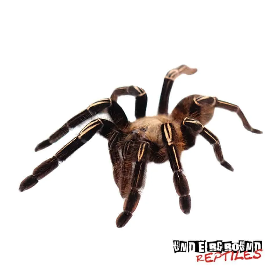 18885 skeleton leg tarantula enclosure