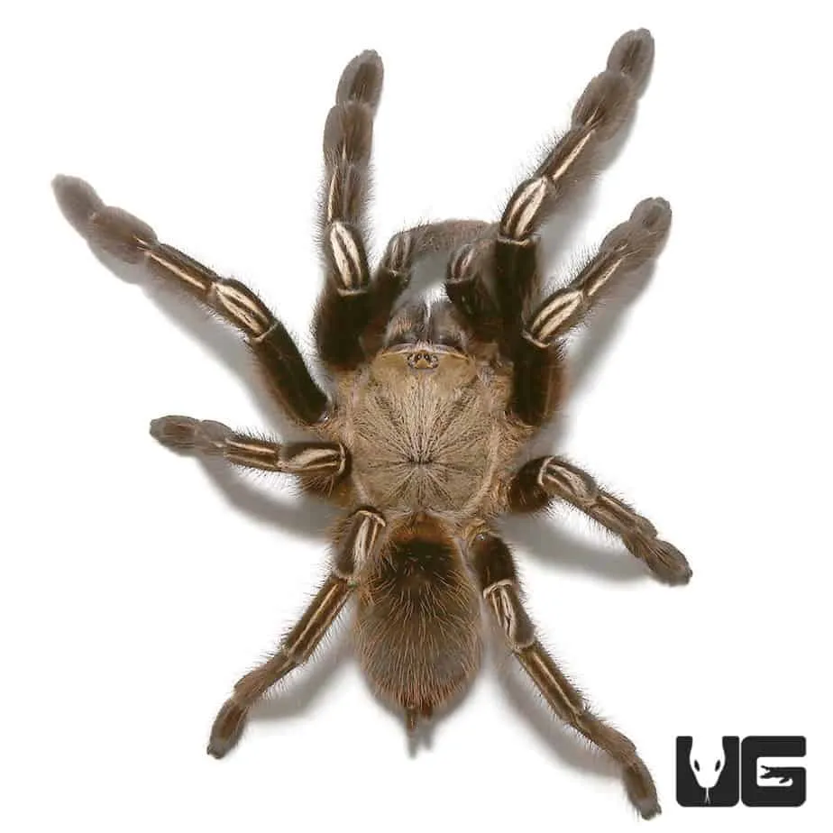 18885 skeleton leg tarantula feeding