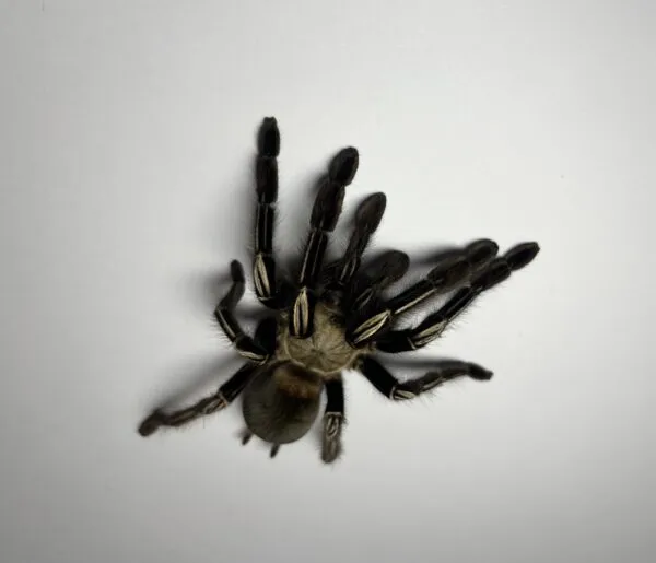 18885 skeleton leg tarantula handling