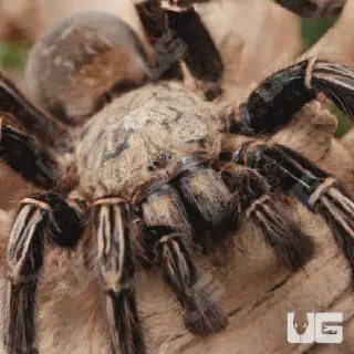 /img/18885-skeleton-leg-tarantula-health.webp