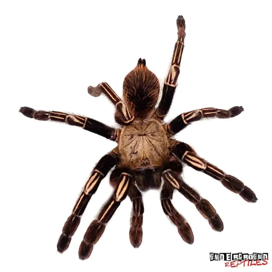 18885 skeleton leg tarantula humidity