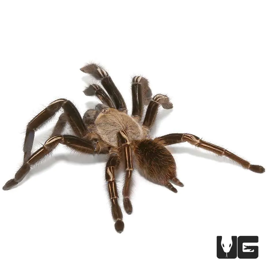 18885 skeleton leg tarantula watering