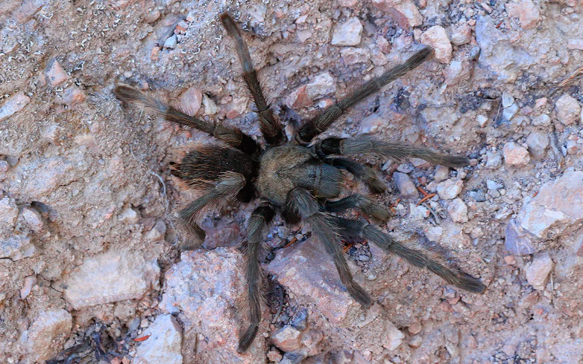 18888 safe tarantula observation