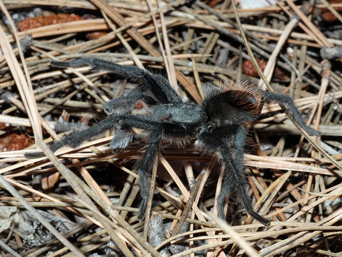 18888 tarantula burrow