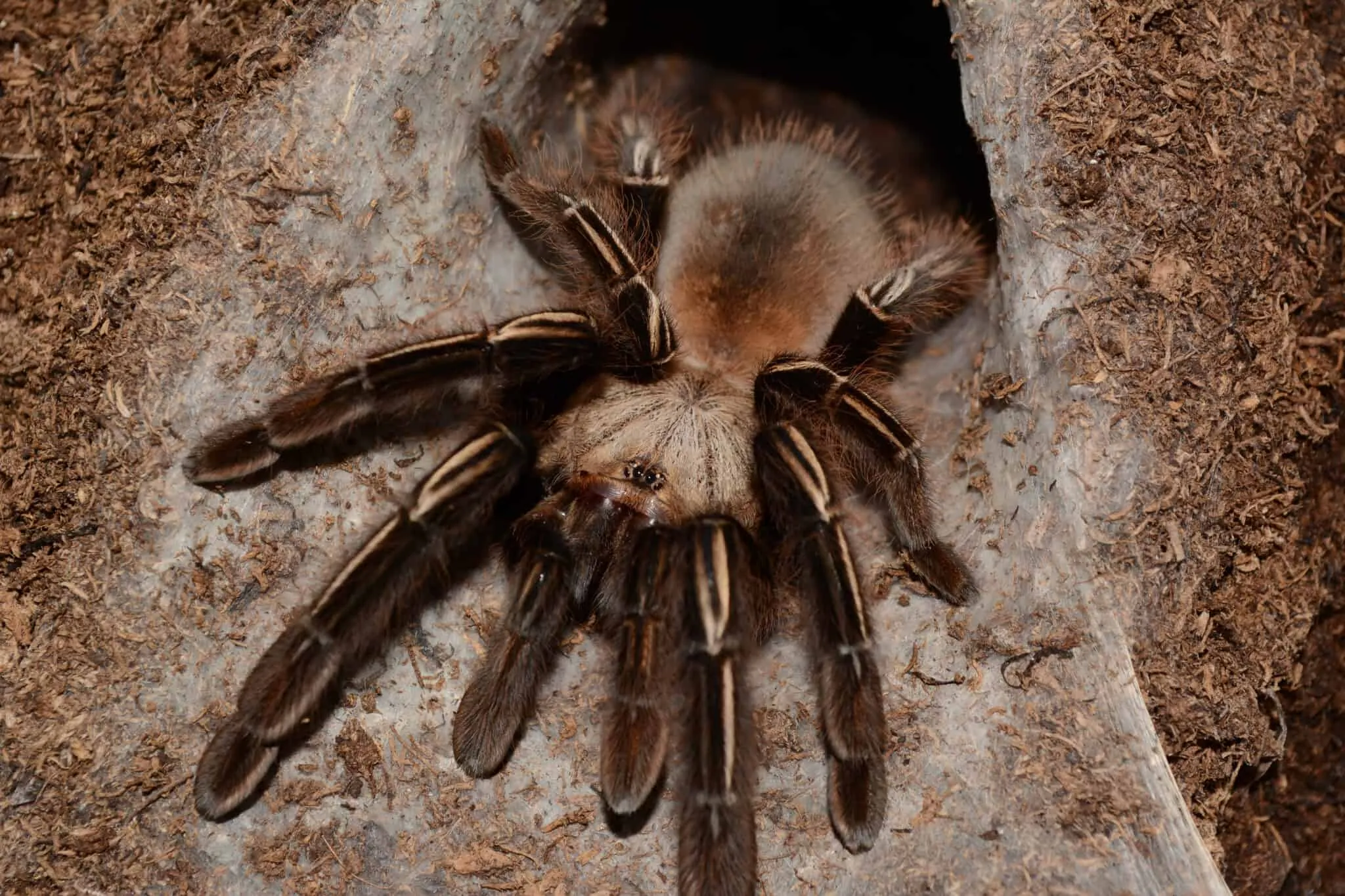 /img/18888-tarantula-in-hand.webp
