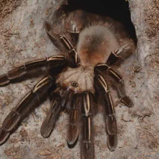 /img/18888-tarantula-in-hand.webp