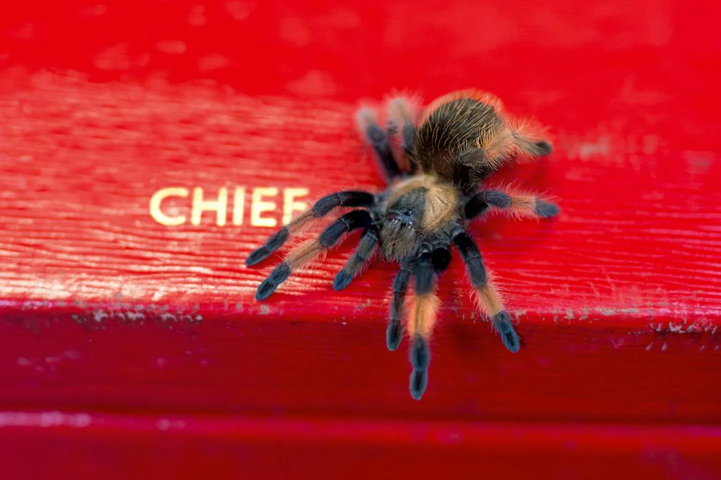 18890 tarantula water