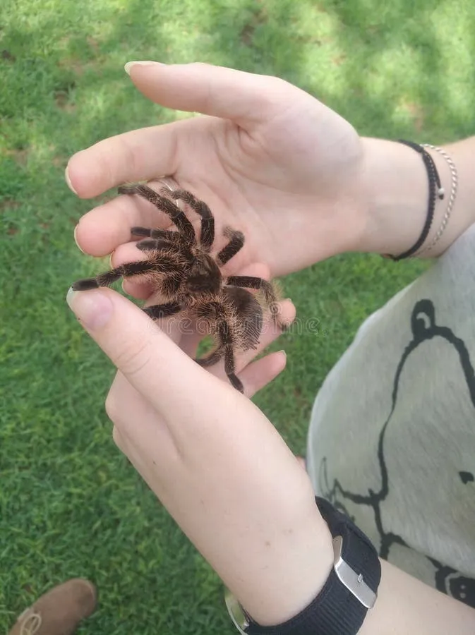 18892 first aid tarantula bite