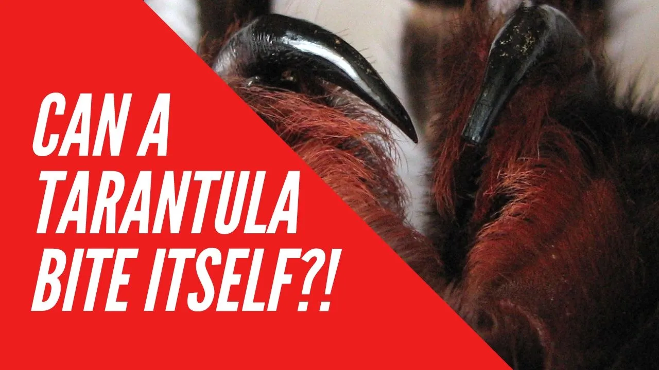 18892 tarantula bite pain