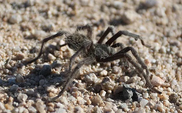 /img/18892-tarantula-handling.webp