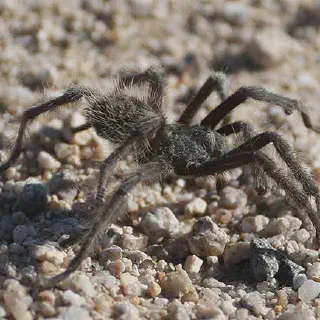 /img/18892-tarantula-handling.webp