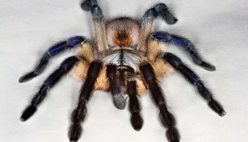 18894 chilobrachys dyscolus