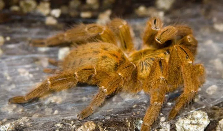 18894 poecilotheria metallica