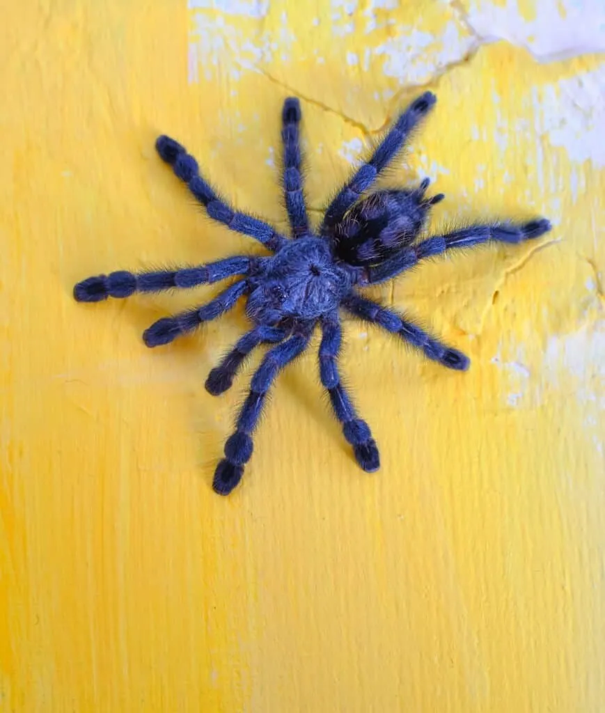 18894 pterinochilus murinus