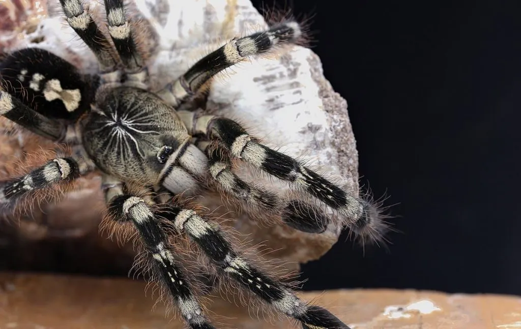 /img/18894-tarantula-handling.webp