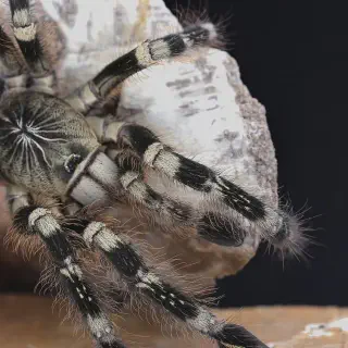 /img/18894-tarantula-handling.webp