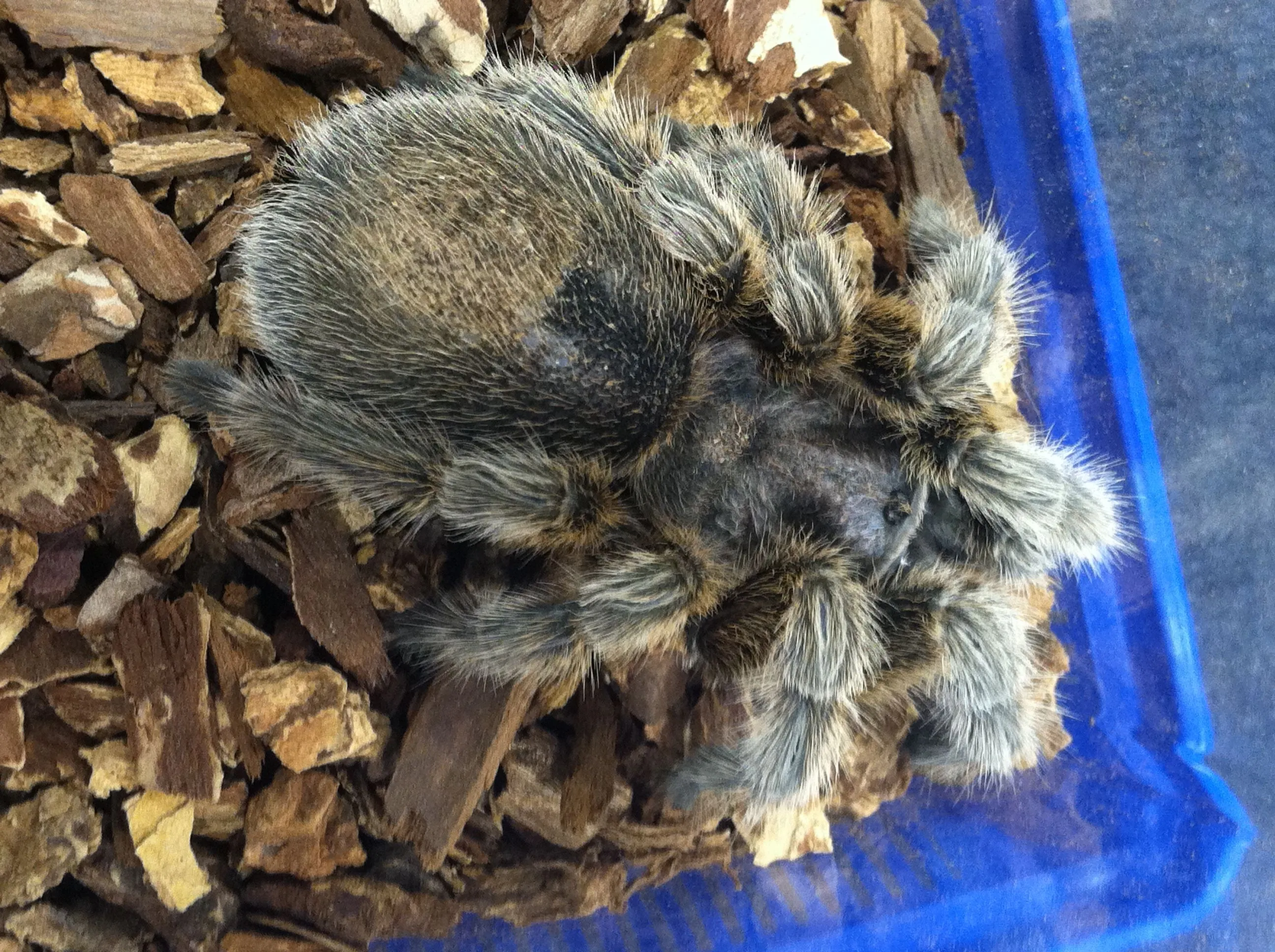 18895 chilean rose tarantula docile