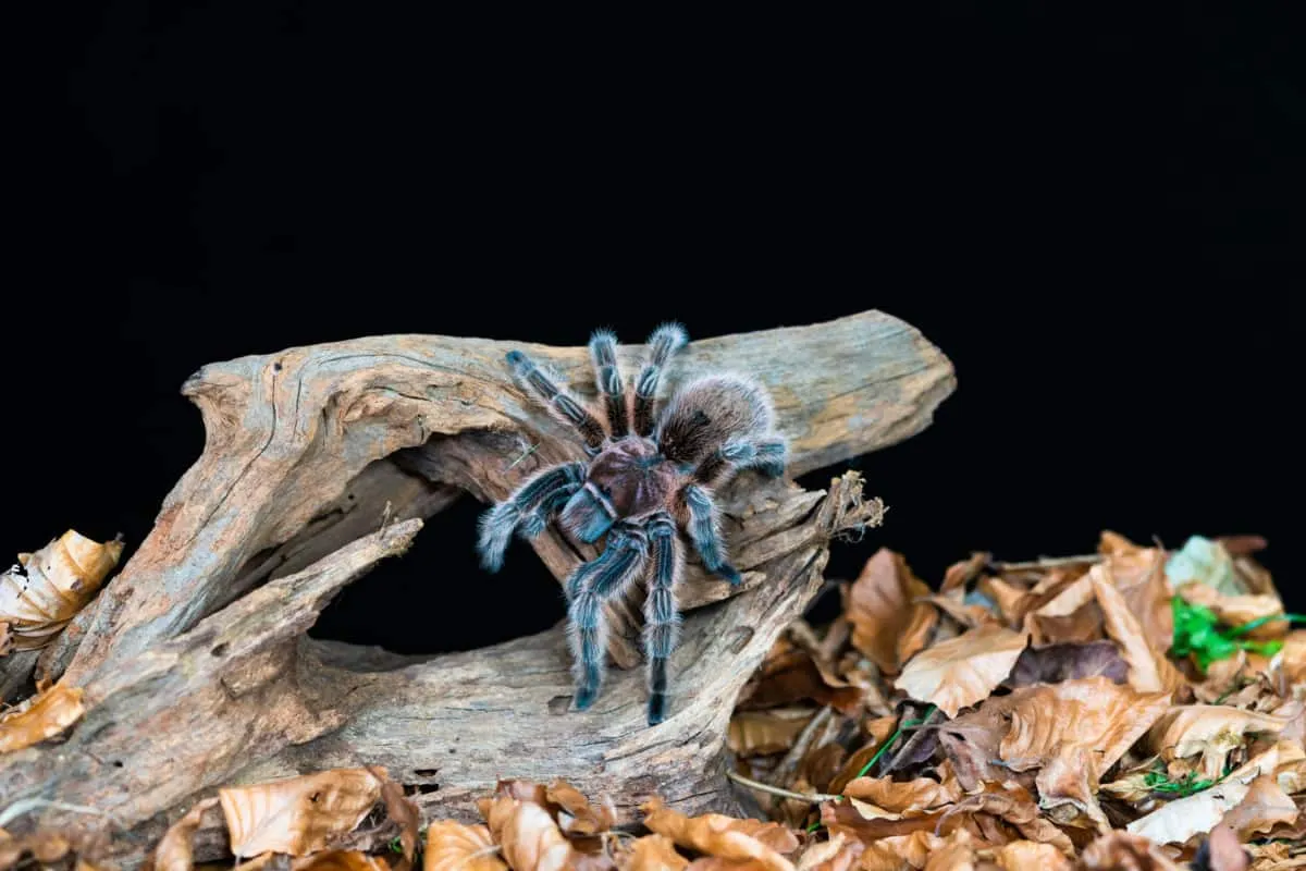 18895 chilean rose tarantula enclosure