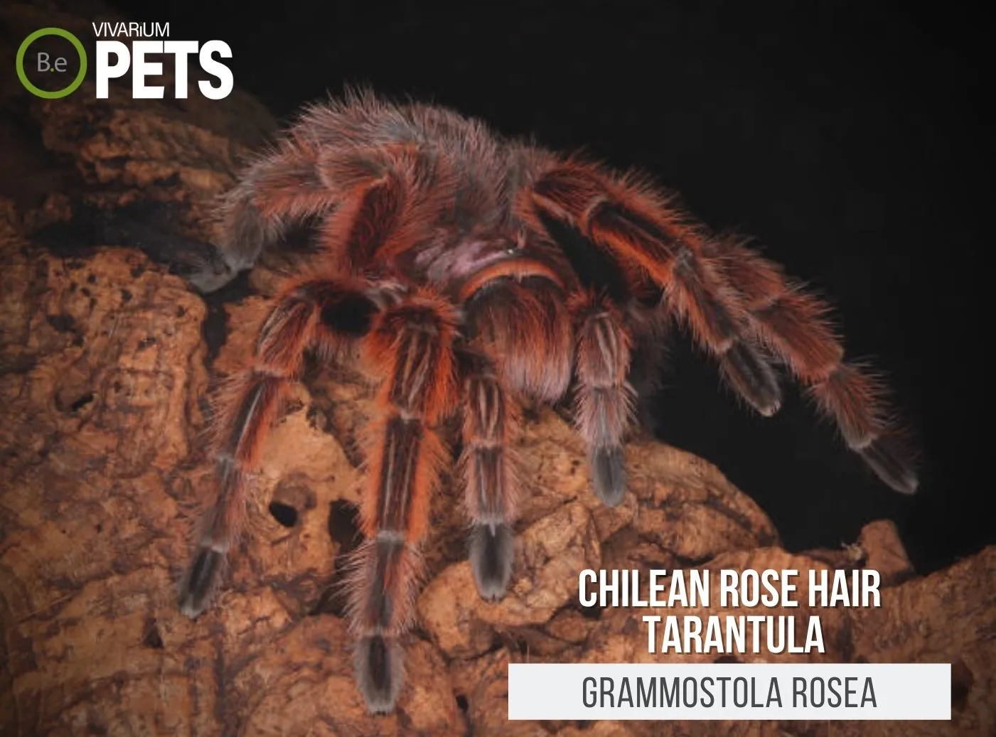 18895 chilean rose tarantula habitat