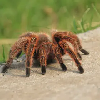 /img/18895-chilean-rose-tarantula-molting.webp