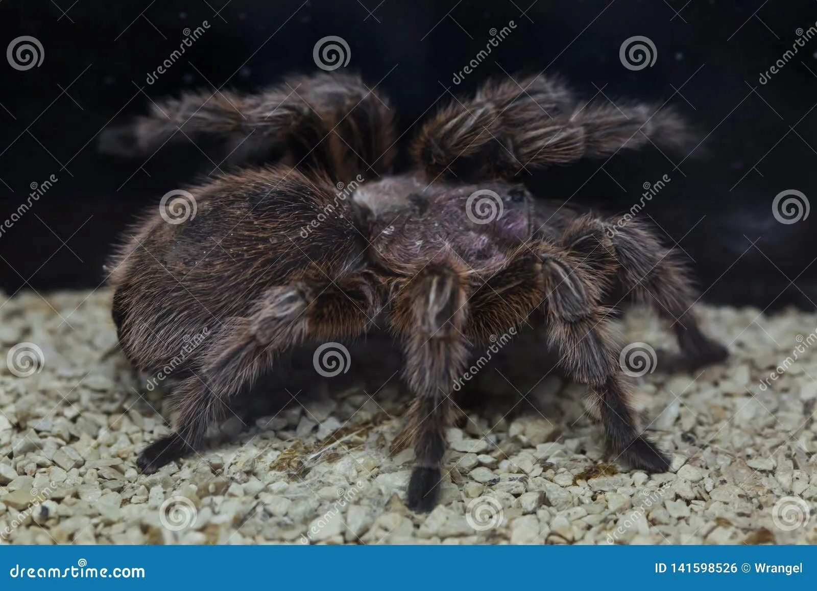 18895 chilean rose tarantula overview