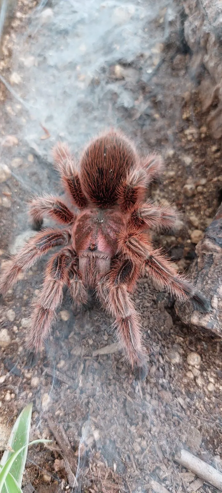 18895 chilean rose tarantula size