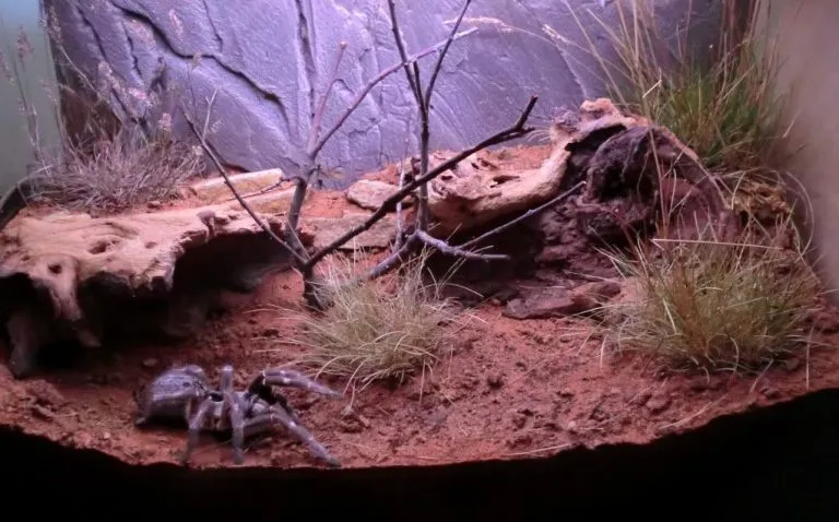 18898 ball python in enclosure