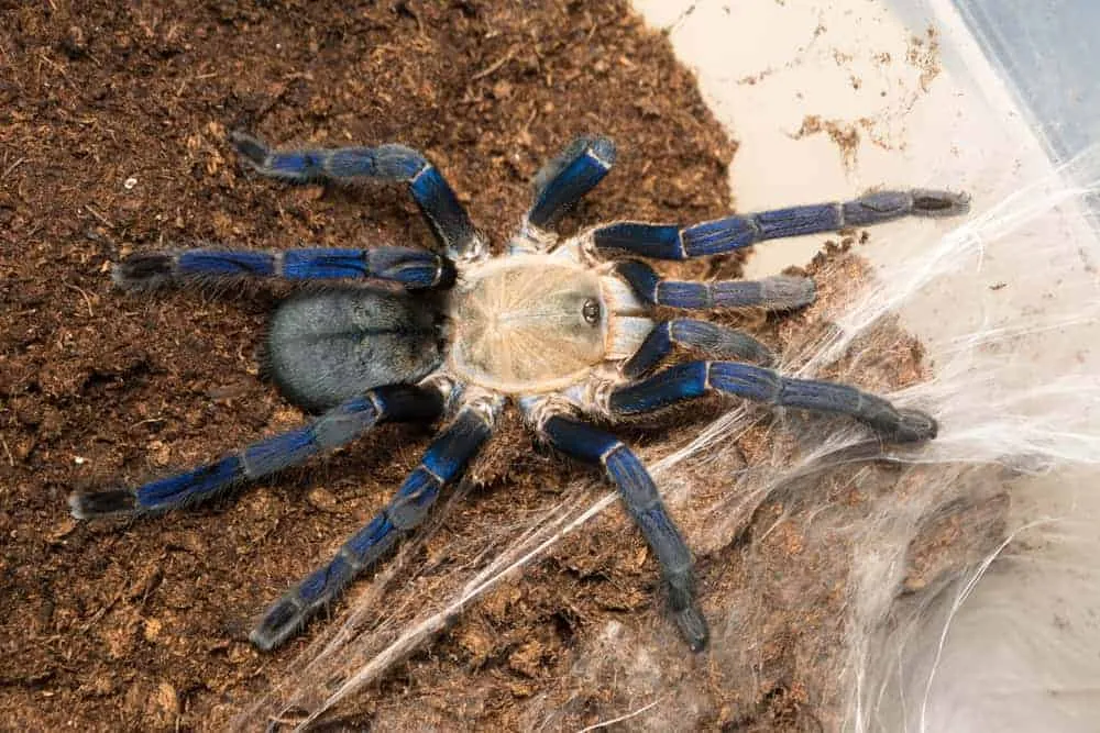 18899 cobalt blue tarantula threats