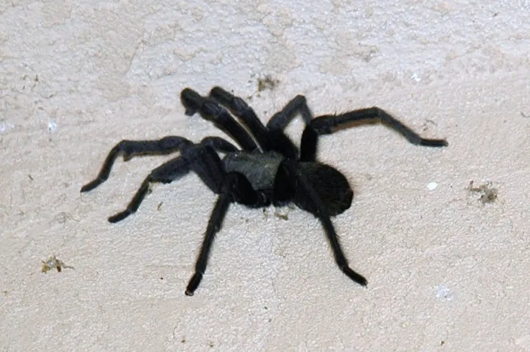 18900 baby tarantula handling